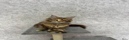 Maine Coon cats for sale: Stunning Purebred TICA Reg Maine Coon Kittens in London - Advert 14