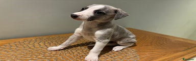 Whippet Puppy 1