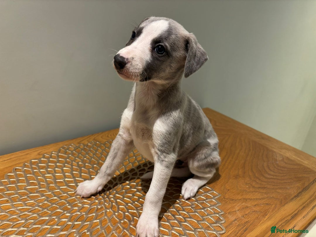 Whippet dogs for sale: Stunning whippet Puppies  - Advert 1