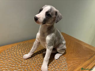 Whippet dogs Stunning whippet Puppies - Advert 1