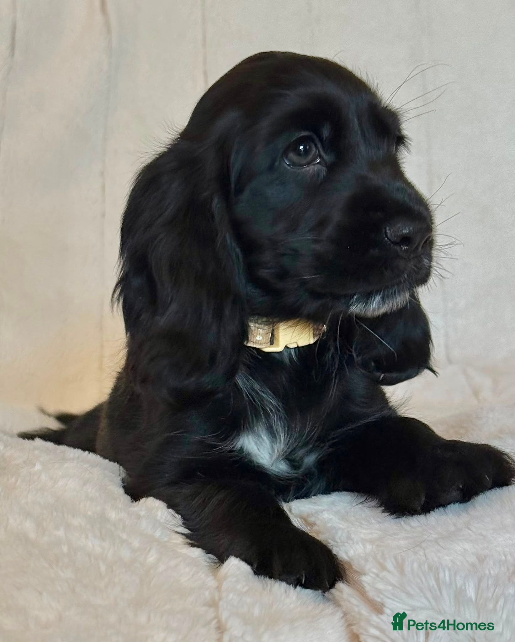 Cocker Spaniel dogs Health Tested KC Reg Showline Cocker Spaniel Pups - Advert 2