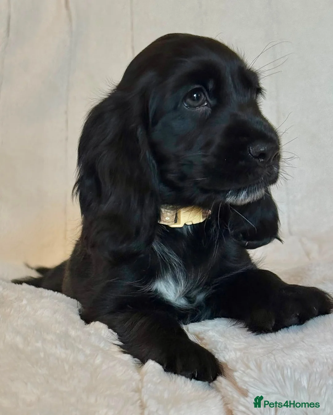 Cocker Spaniel dogs for sale: Health Tested KC Reg Showline Cocker Spaniel Pups - Advert 1