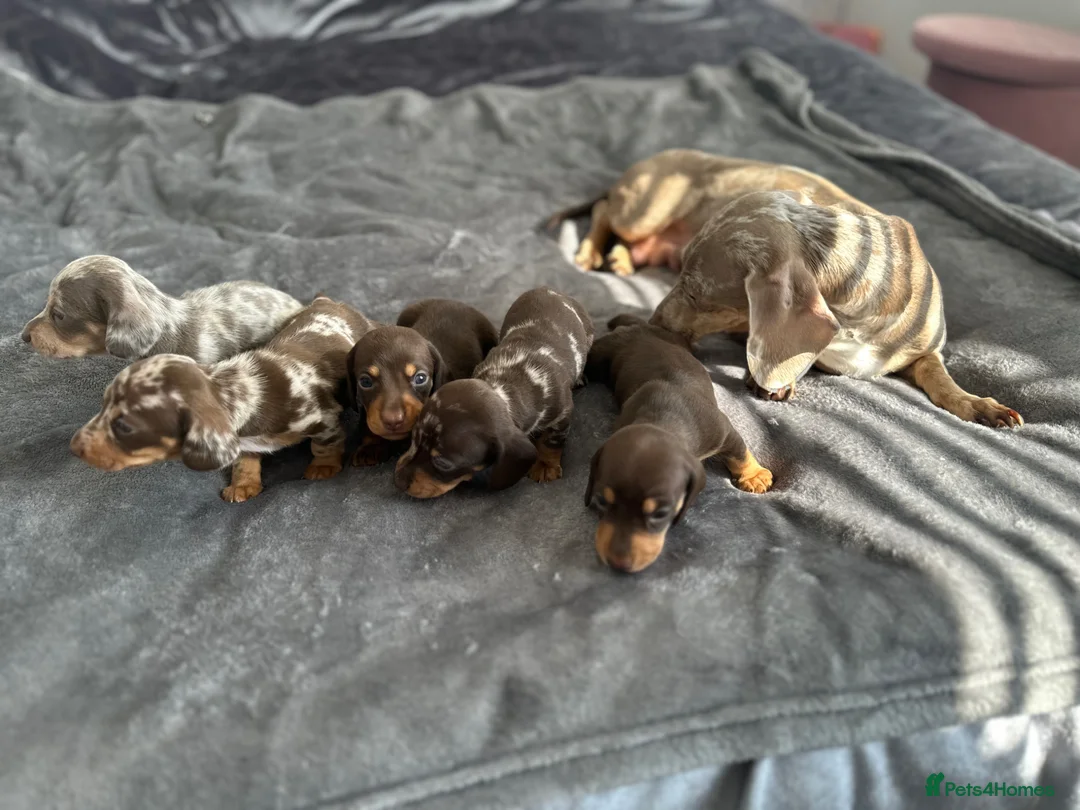 Miniature Dachshund dogs for sale: Miniature Dachshunds kc reg  - Advert 2