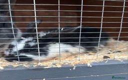 Rex rabbits for sale: Baby Rabbits for sale  - Advert 1