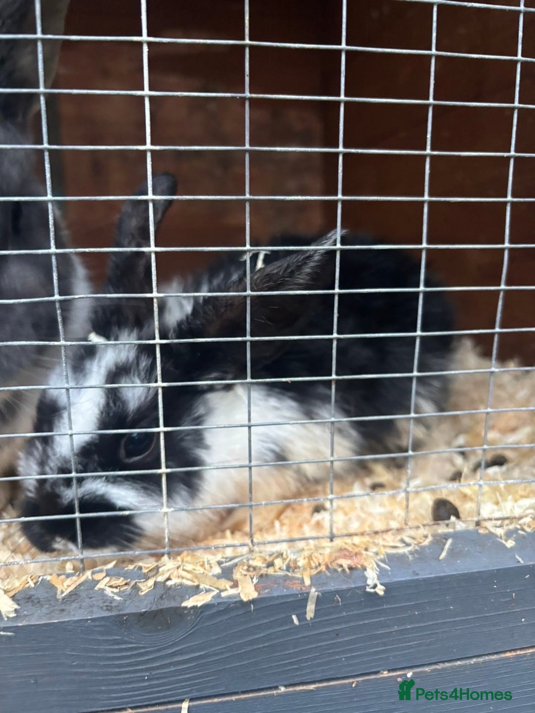 Rex rabbits for sale: Baby Rabbits for sale  - Advert 1