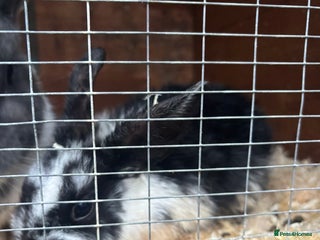 Rex rabbits for sale: Baby Rabbits for sale - Advert 1