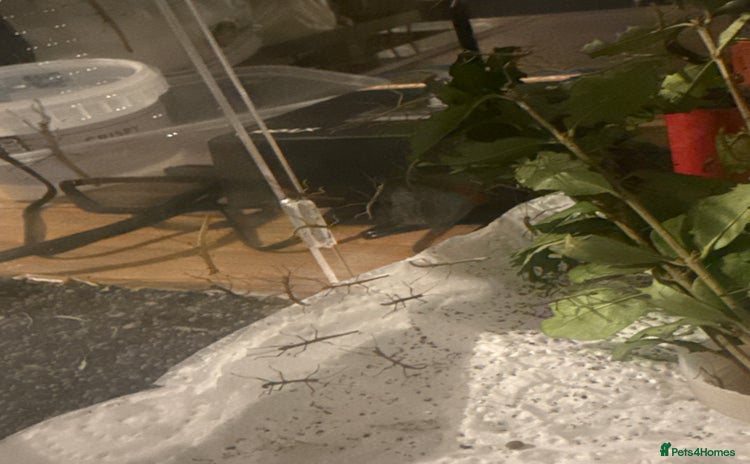 Stick Insects invertebrates Indian stick insect baby’s  - Advert 1