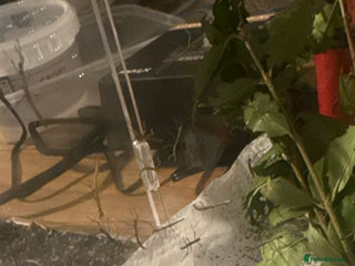 Stick Insects invertebrates Indian stick insect baby’s - Advert 1