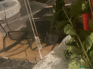 Stick Insects invertebrates Indian stick insect baby’s - Advert 18