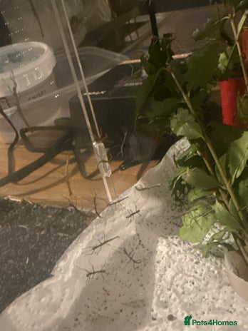 Stick Insects invertebrates Indian stick insect baby’s - Advert 1