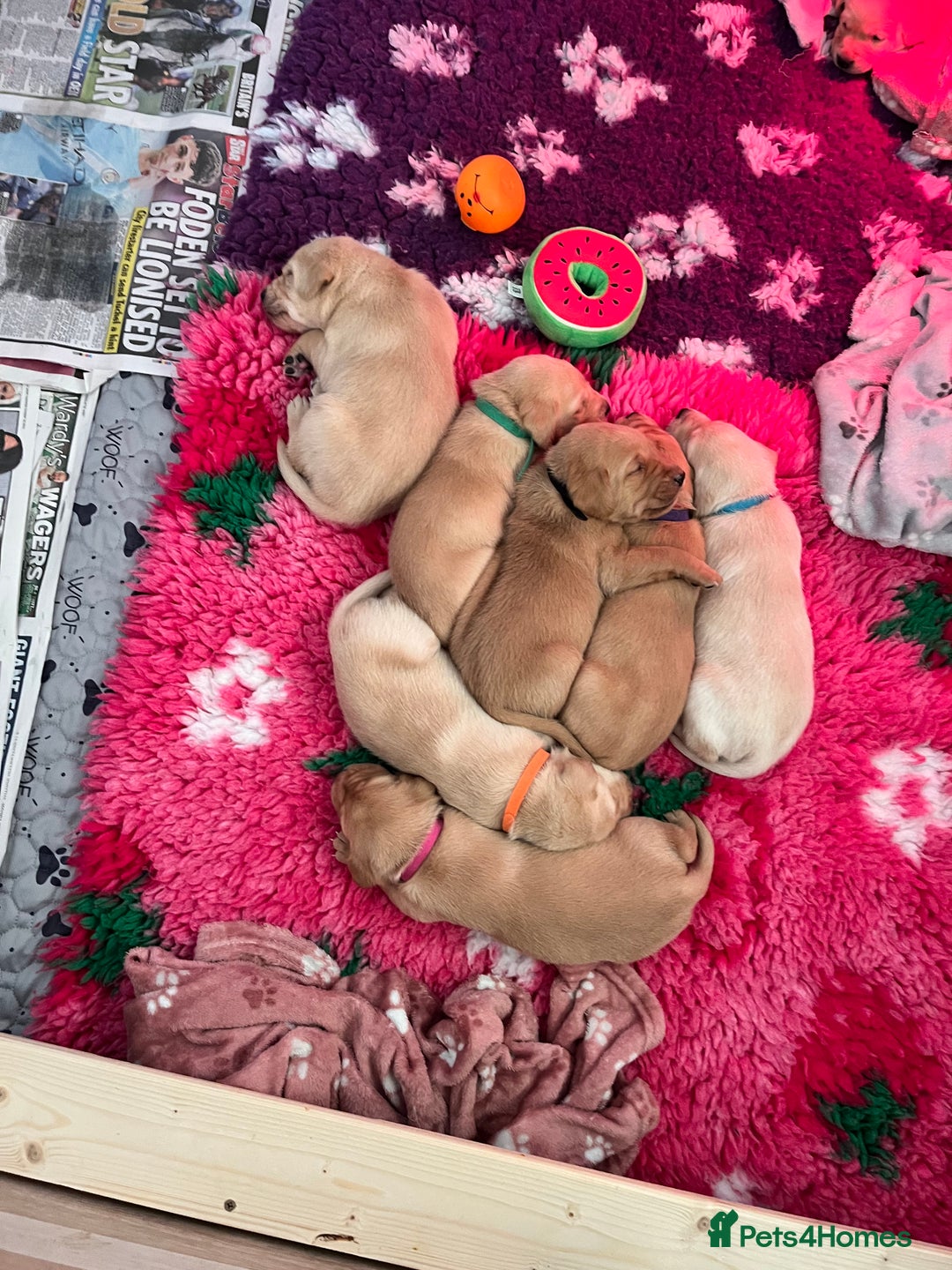 Labrador Retriever dogs for sale: Labrador Retriever Puppies for sale  - Advert 16