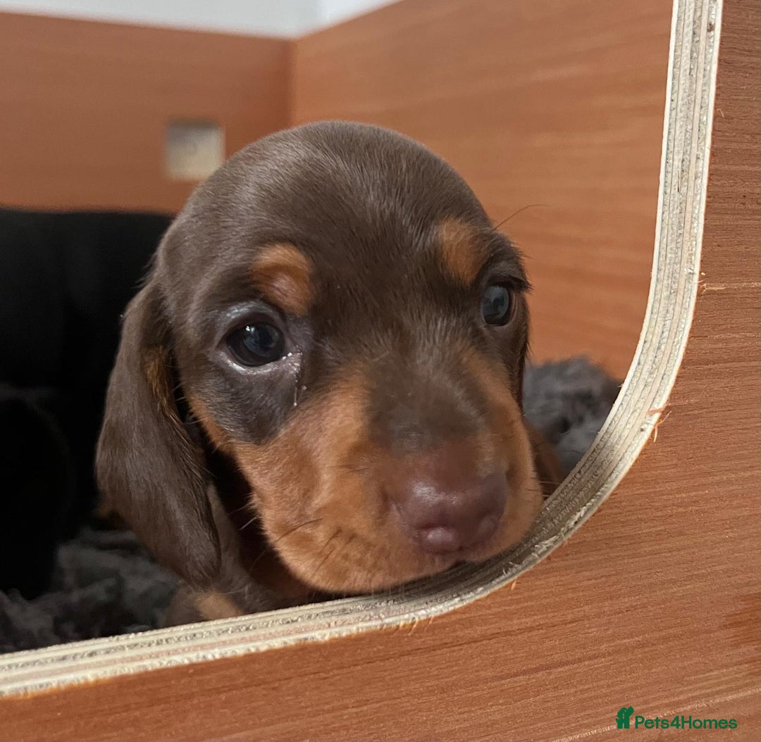 Miniature Dachshund dogs for sale: Two beautiful, sweet natured little boy puppies  - Image 15