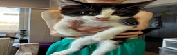 Mixed Breed cats for sale: Kittens ready now - Advert 4