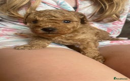 Cockapoo dogs for sale: Tiny cockapoo puppy’s  - Image 9