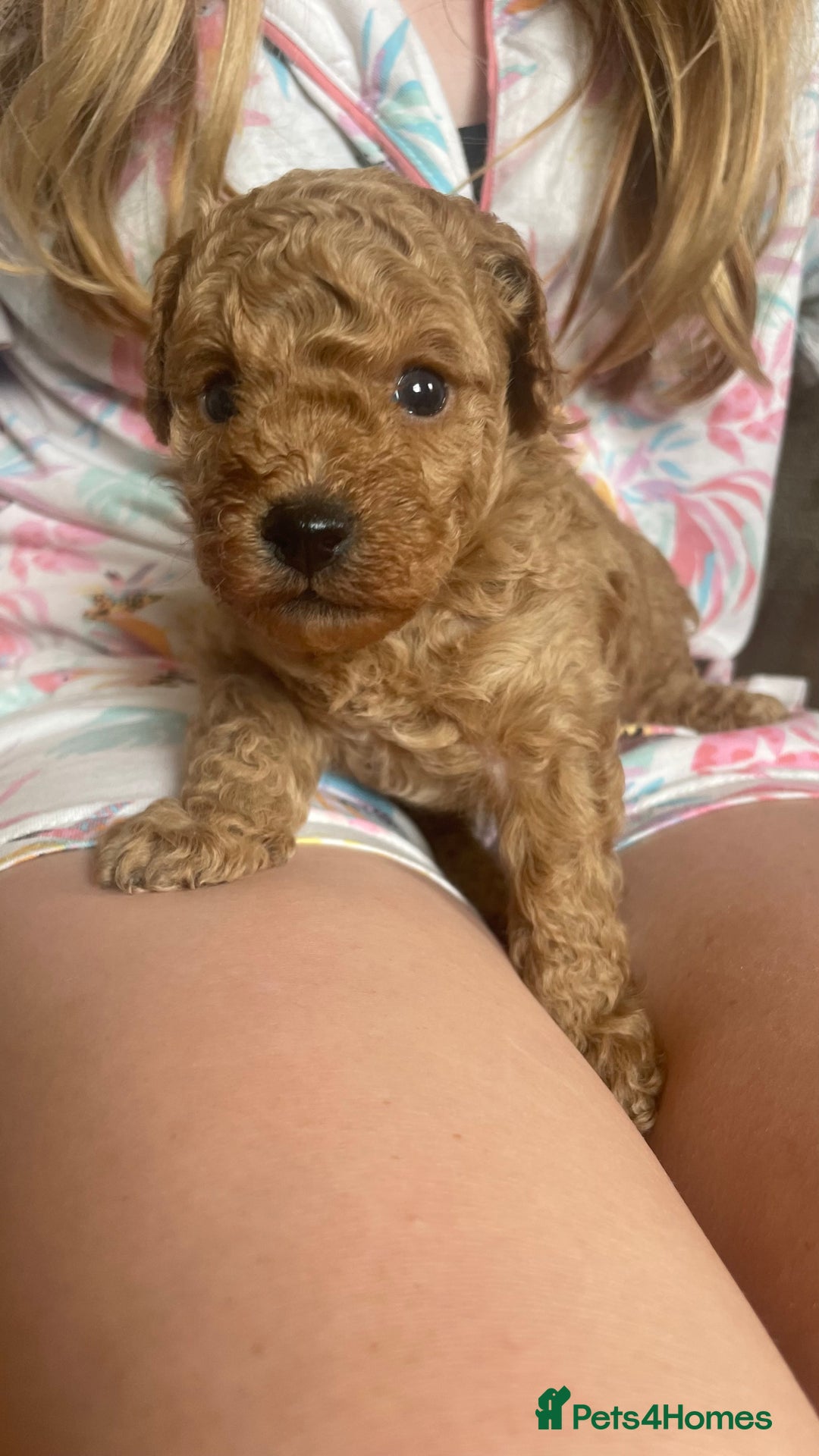 Cockapoo dogs for sale: Tiny cockapoo puppy’s  - Image 9