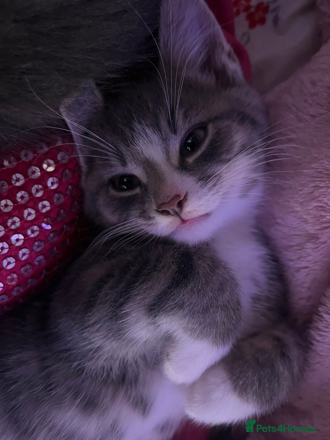 Mixed Breed cats for sale: Kittens - Advert 3