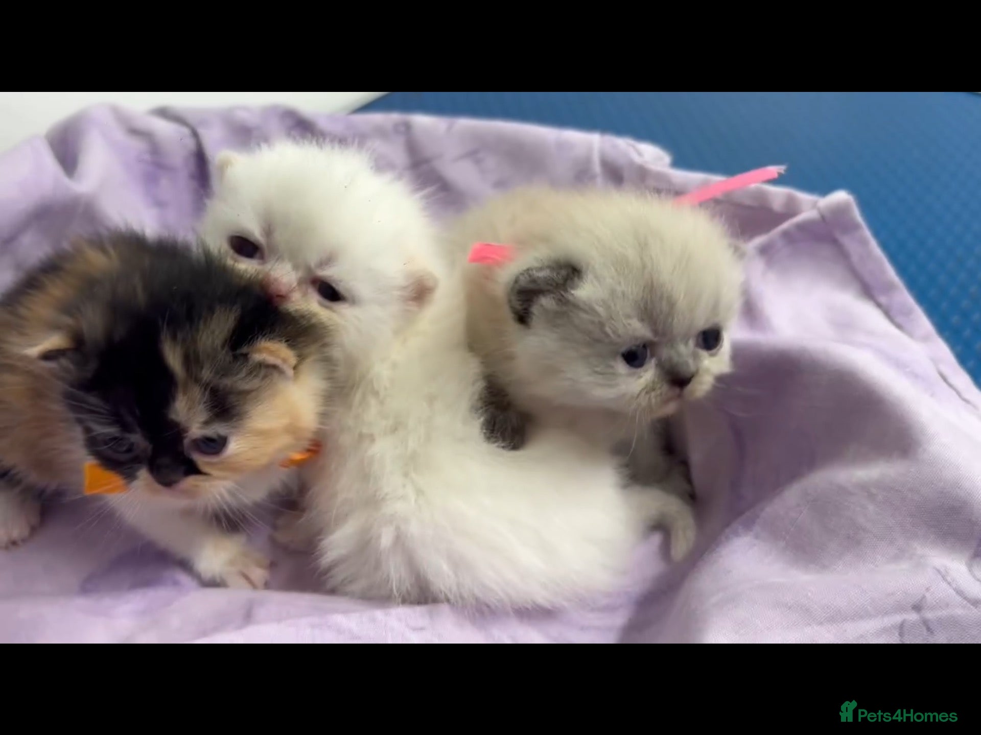 Exotic cats for sale: 3 beautiful quality exotic kittens - Advert 14