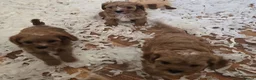 Cavapoo dogs for sale: Fox Red f1 cavapoo puppies  - Advert 11