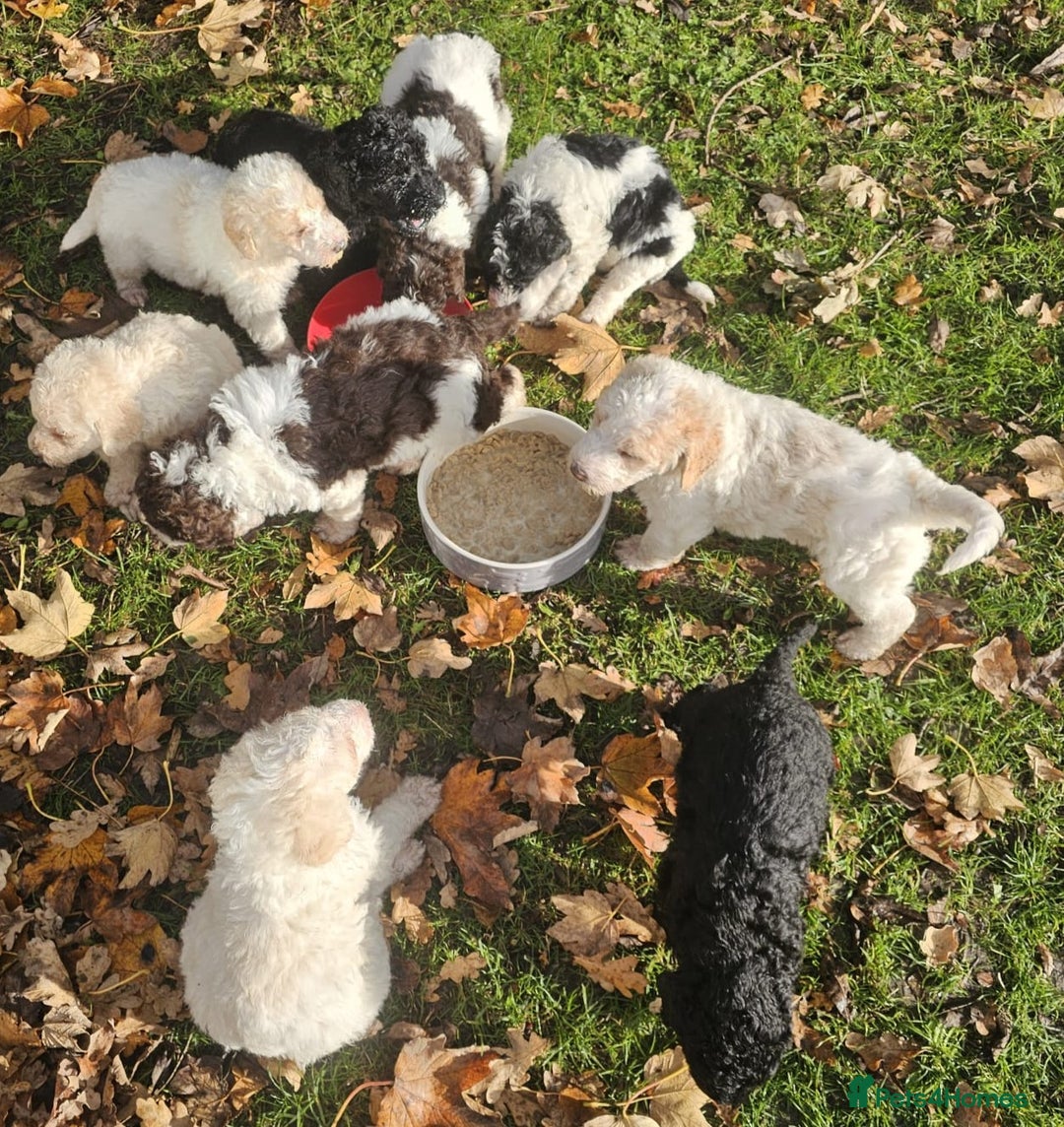 Labradoodle dogs for sale: Curly Coated Hypo-Allergenic Labradoodle Puppies   - Advert 4
