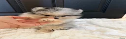 Pomeranian dogs for sale: Beautiful Pomeranian  - Advert 8