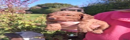 Cockapoo dogs for sale: Georgous cockerpoo puppy - Advert 12