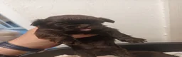 Shih Tzu dogs for sale: 2 imperial shih tzu pups  in Bolton - Advert 3