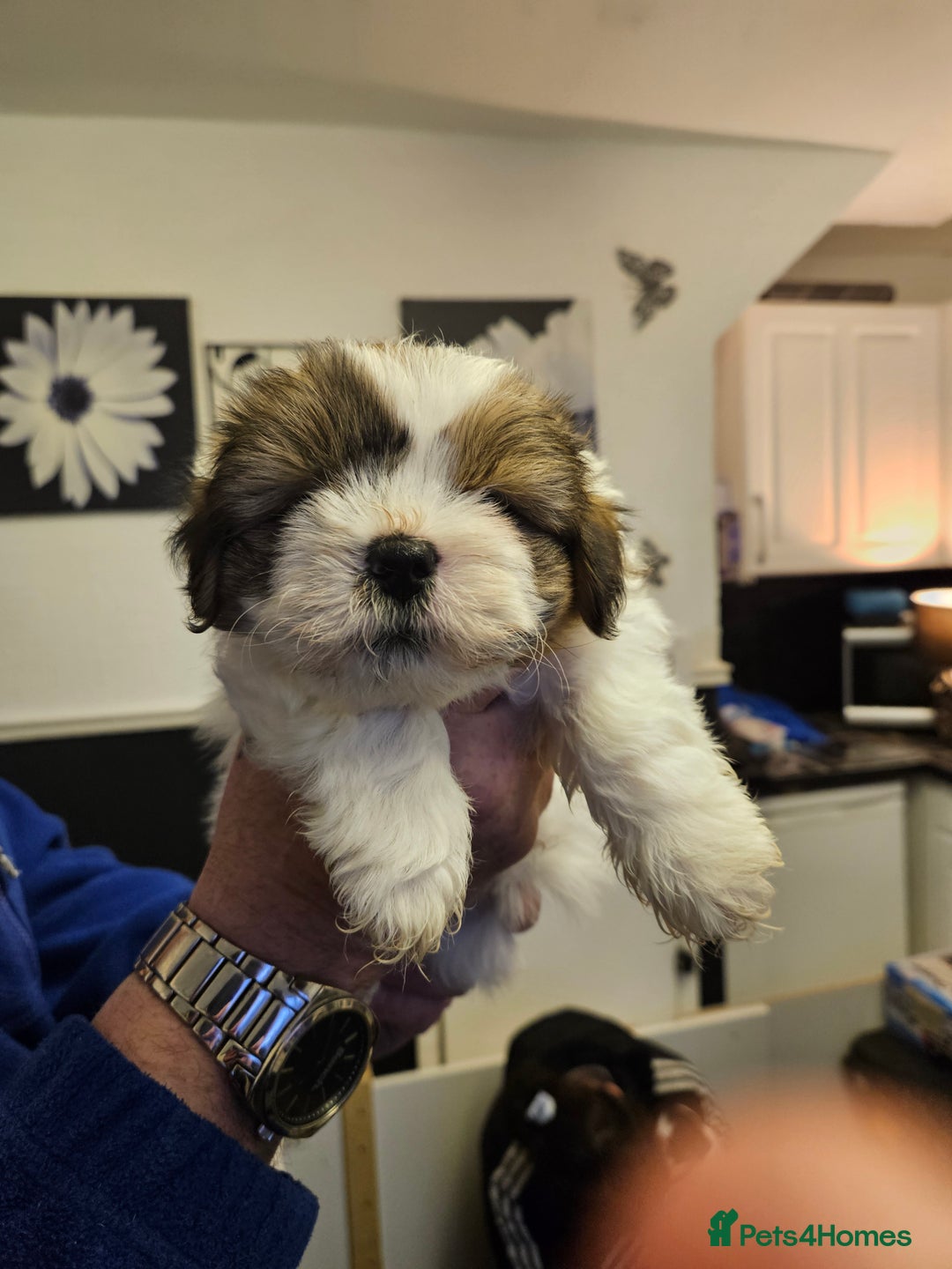 Mixed Breed dogs for sale: Jackallhapso - Advert 12