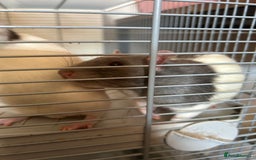 Rat rodents for sale: 2 Male Rats and Cage - Image 7