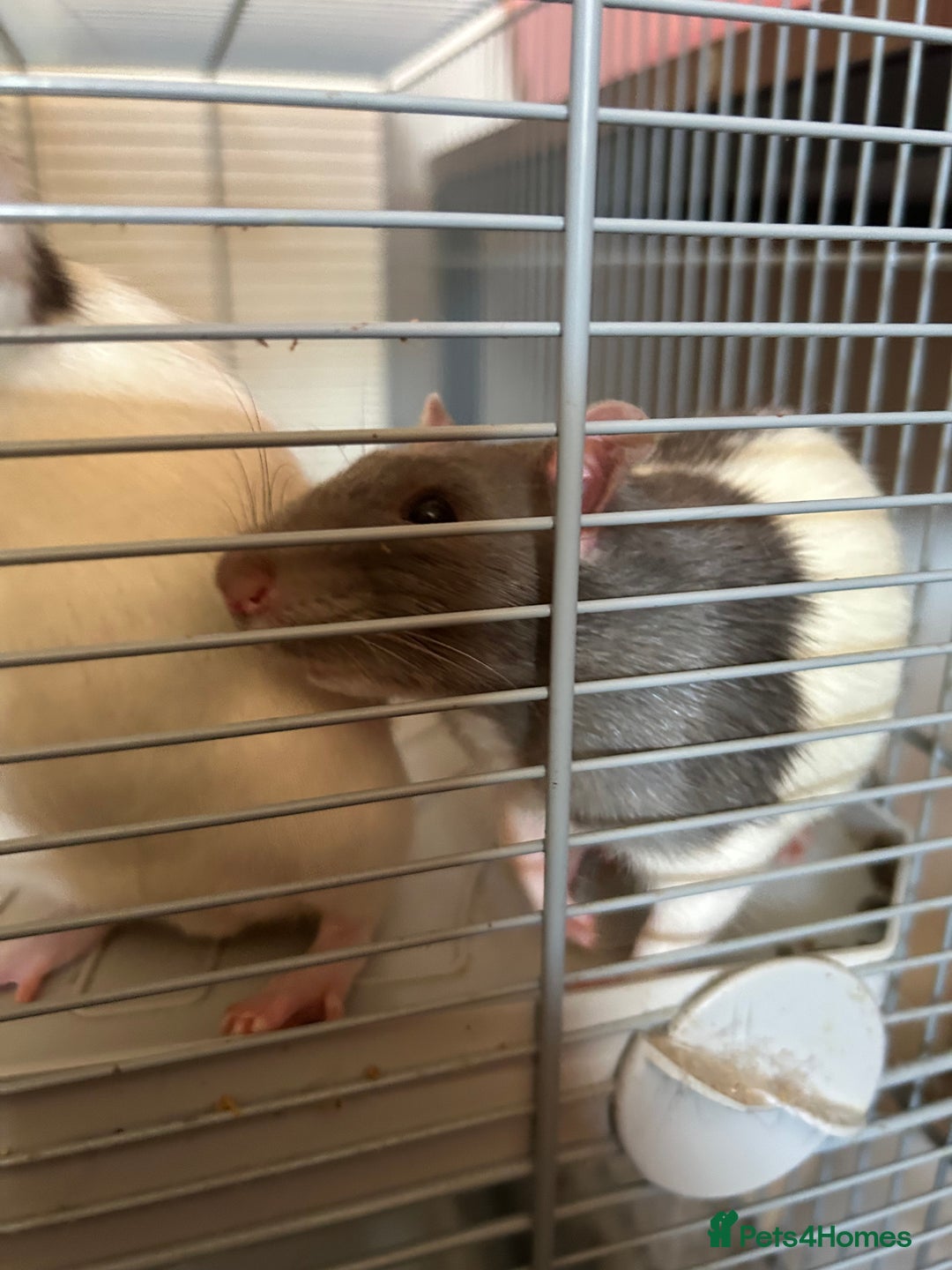 Rat rodents for sale: 2 Male Rats and Cage - Image 7