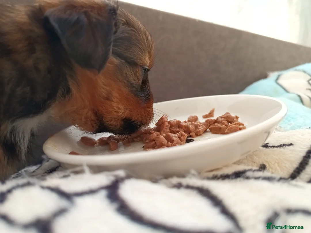 Mixed Breed dogs for sale: Small Mixed Breed Puppy  - Advert 8