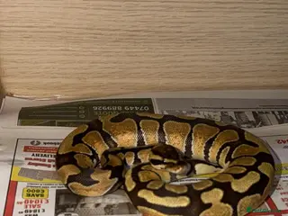 Mixed Breed livestock Two royals snakes - Advert 1