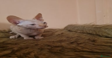 Sphynx cats Sphynx boy kitten for sale - Advert 5