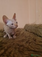 Sphynx cats Sphynx boy kitten for sale - Advert 5