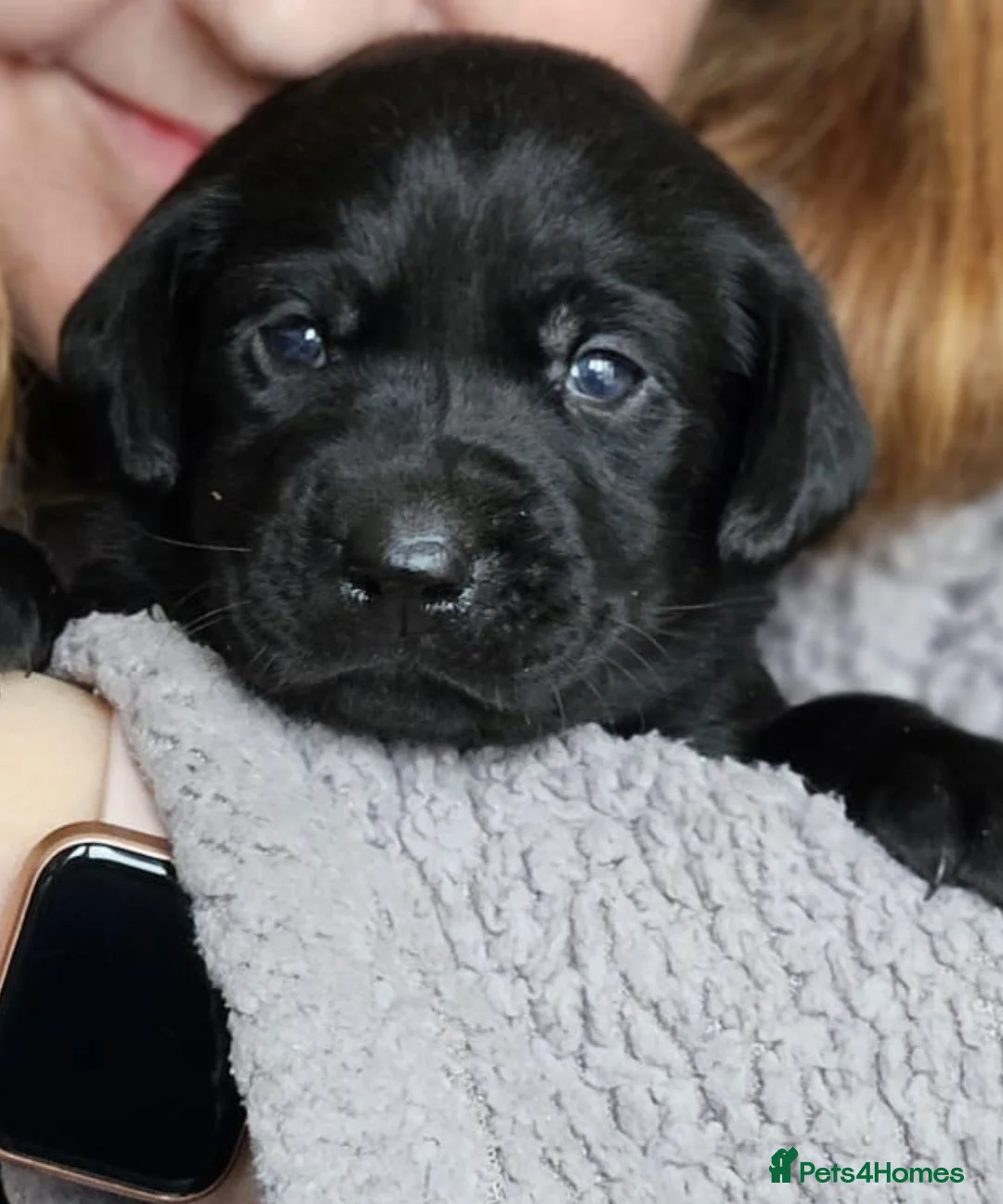 Labrador Retriever dogs for sale: Stunning RKC Litter - Advert 4