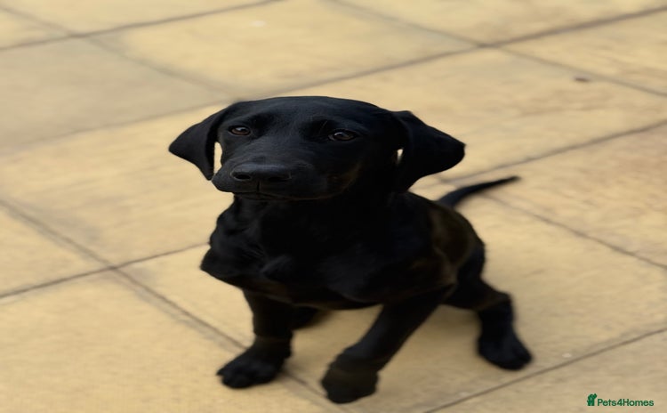 Labrador Retriever dogs - Advert 1