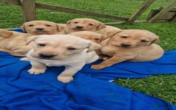 Labrador Retriever dogs for sale: Labrador puppies looking for 5* homes - Image 5