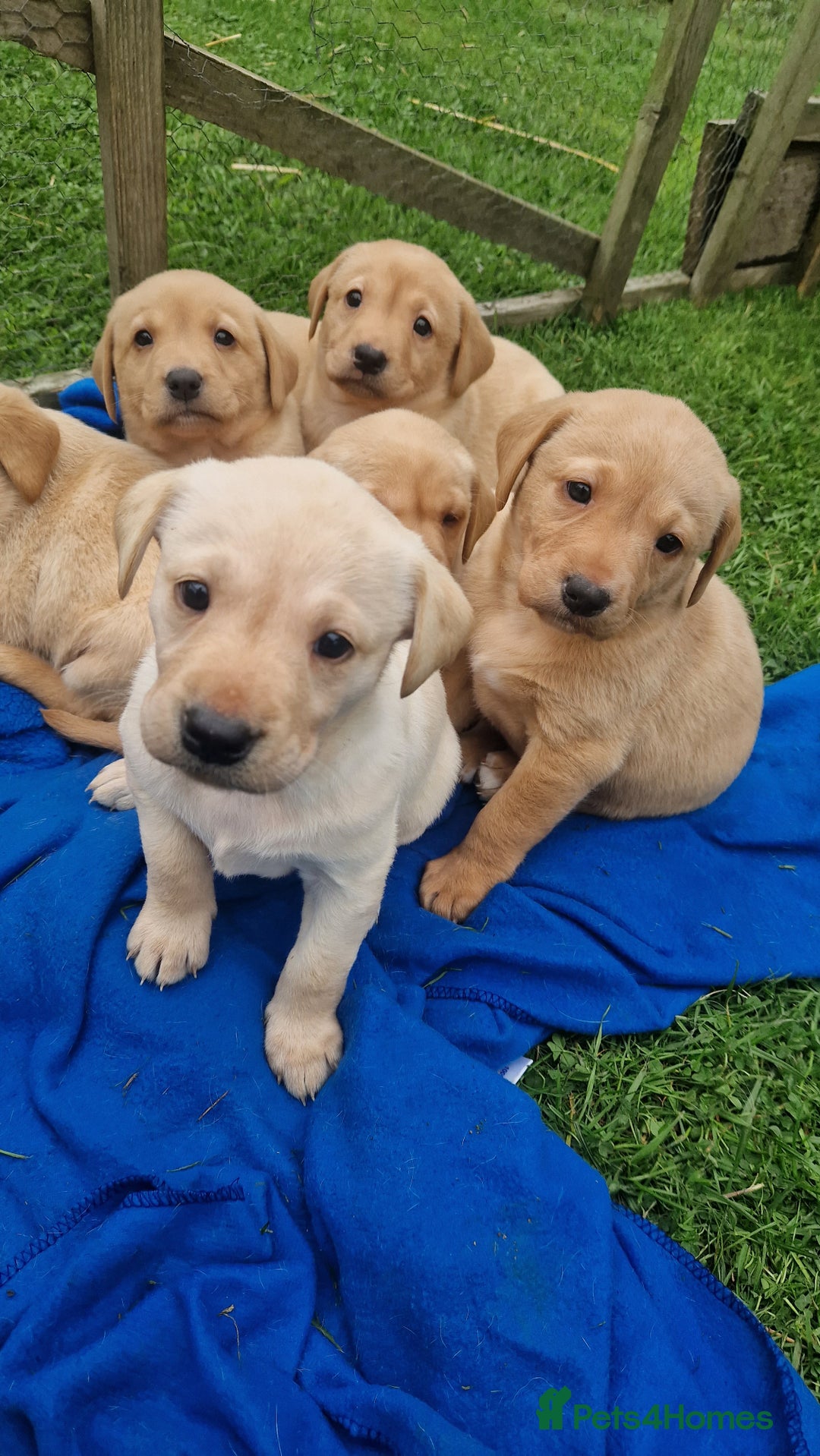 Labrador Retriever dogs for sale: Labrador puppies looking for 5* homes - Image 5
