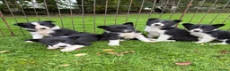 Border Collie dogs for sale: Collie pups available - Advert 4