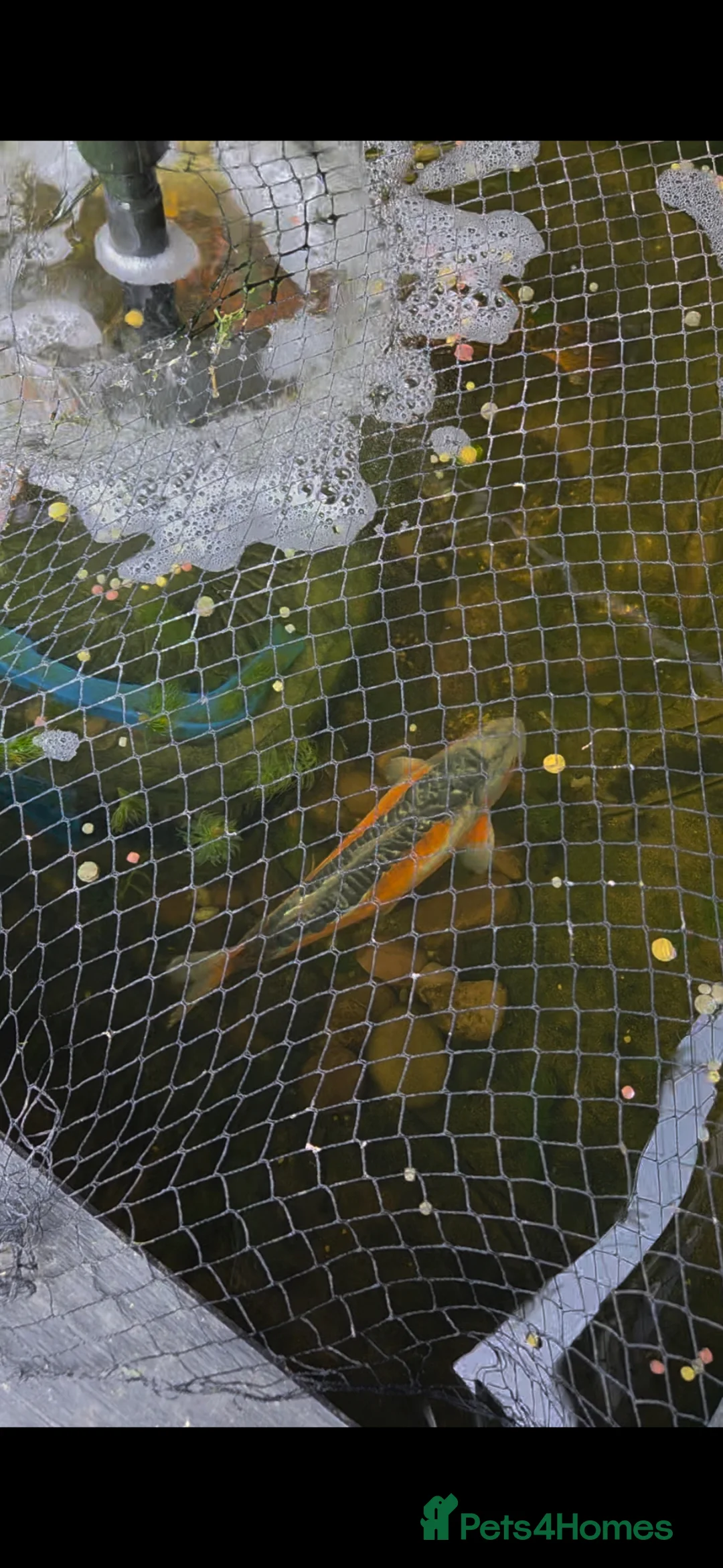 Koi Carp fish for sale: Koi for sale in Andover - Advert 1