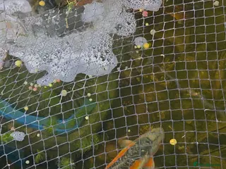 Koi Carp fish Koi for sale - Advert 2