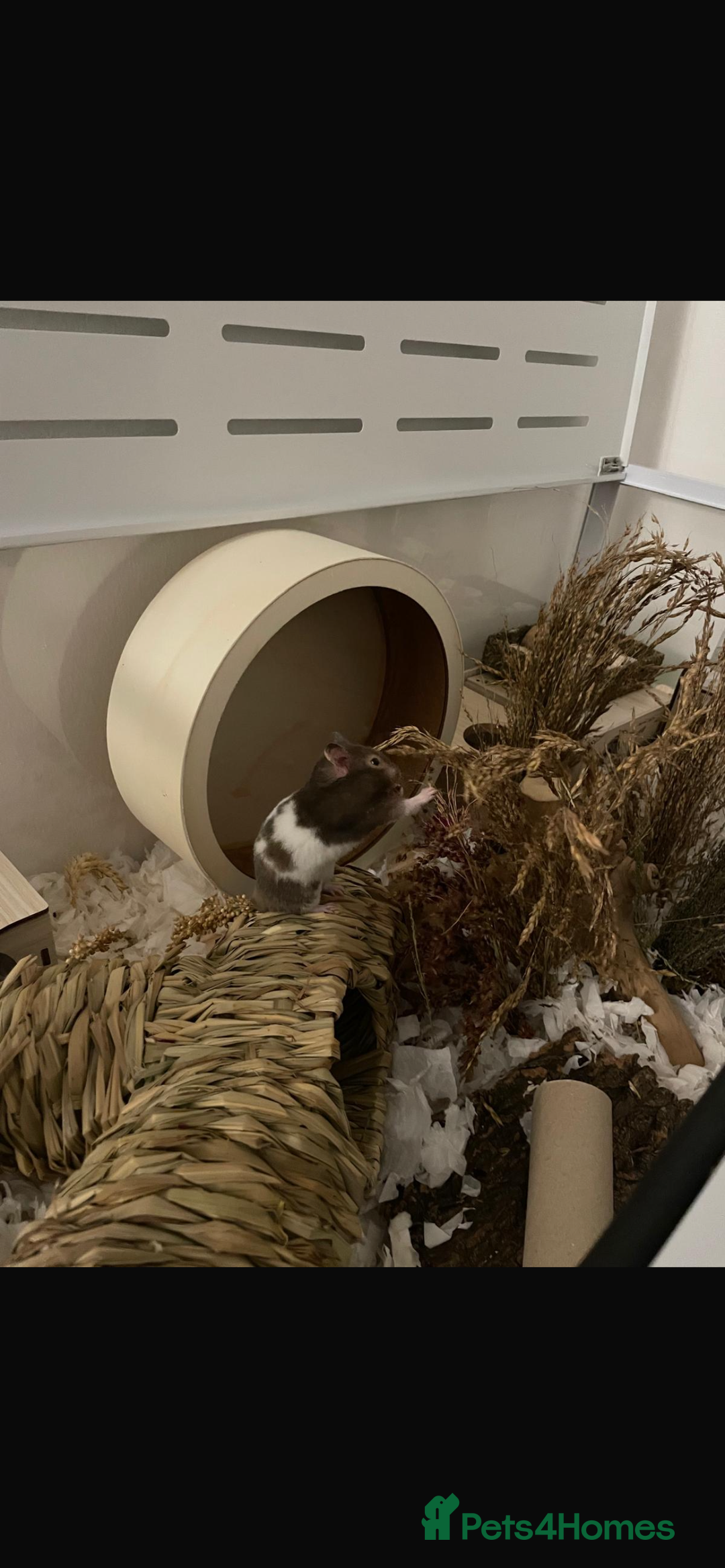 Hamster rodents for sale: Male Syrian Hamster 4 Months Bucatstate included - Advert 9