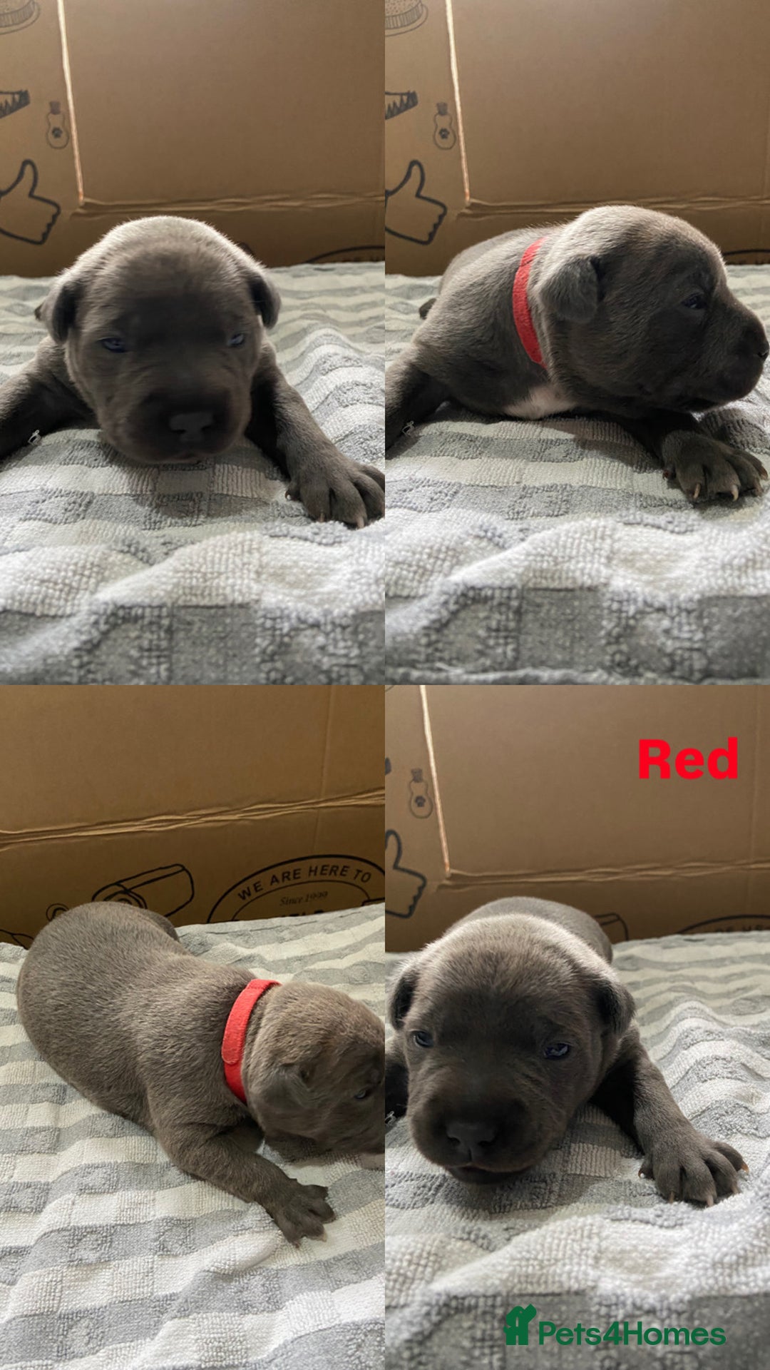 Staffordshire Bull Terrier dogs for sale: 4 Blue Staff Puppies Available  - Advert 10