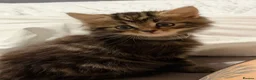 Mixed Breed cats for sale: BEAUTIFUL HOME REARED TABBY KITTENS ready 19/08/26 - Advert 34