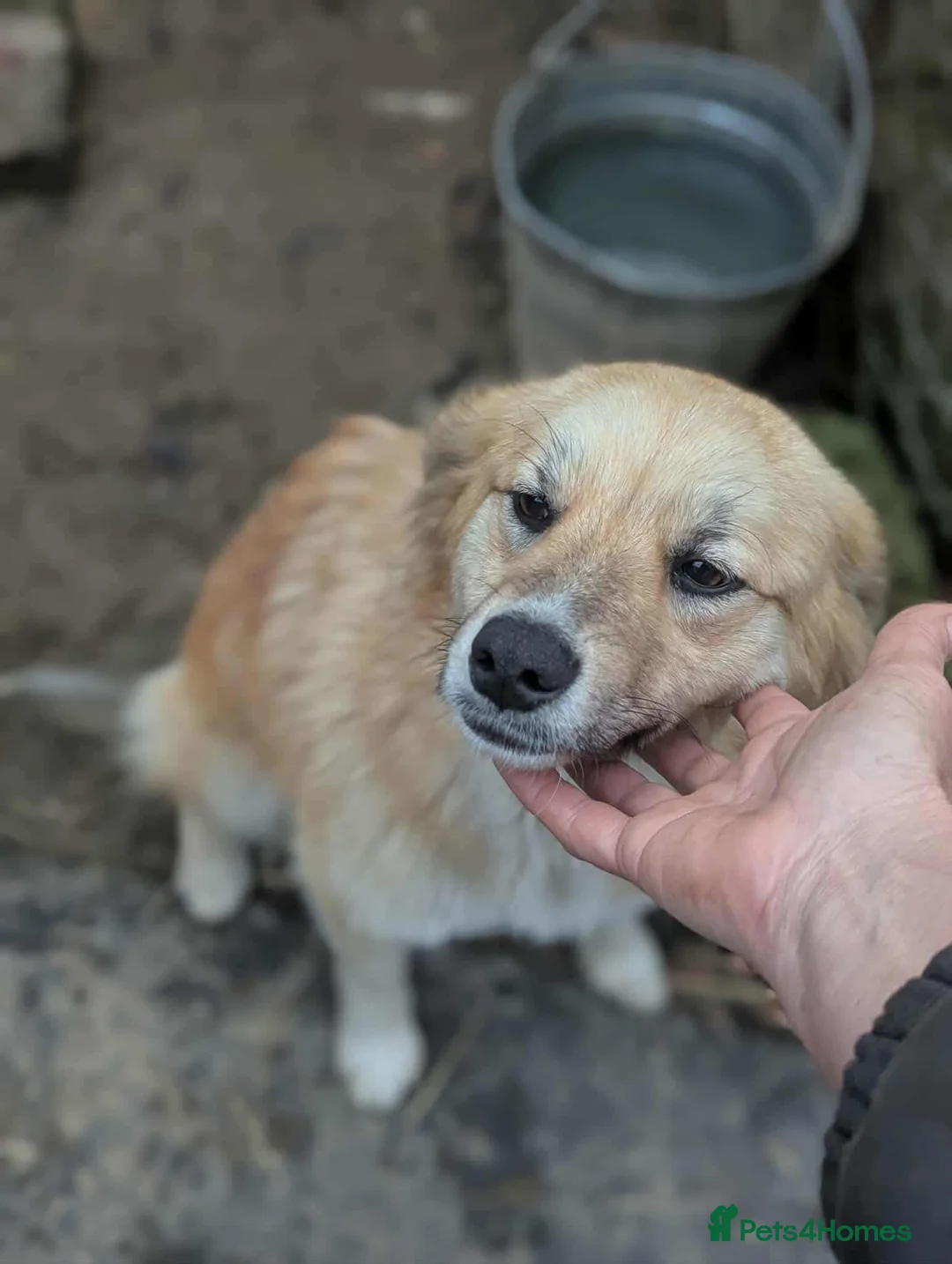 Mixed Breed dogs for adoption: Anika 💕 - Advert 2