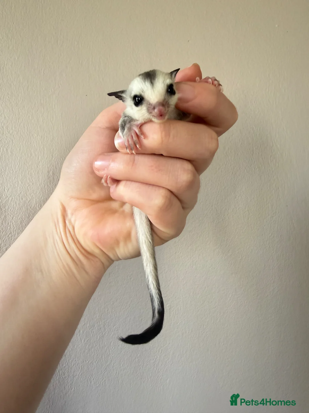 Sugar Glider rodents for sale: White face male Sugar glider available  - Advert 1