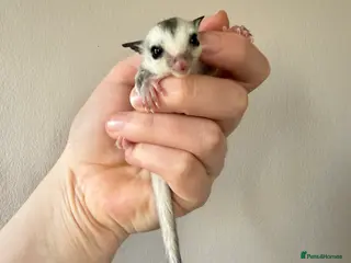 Sugar Glider rodents White face male Sugar glider available - Advert 9