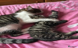 Maine Coon cats for sale: Fluffy female white black tabby male - Image 10