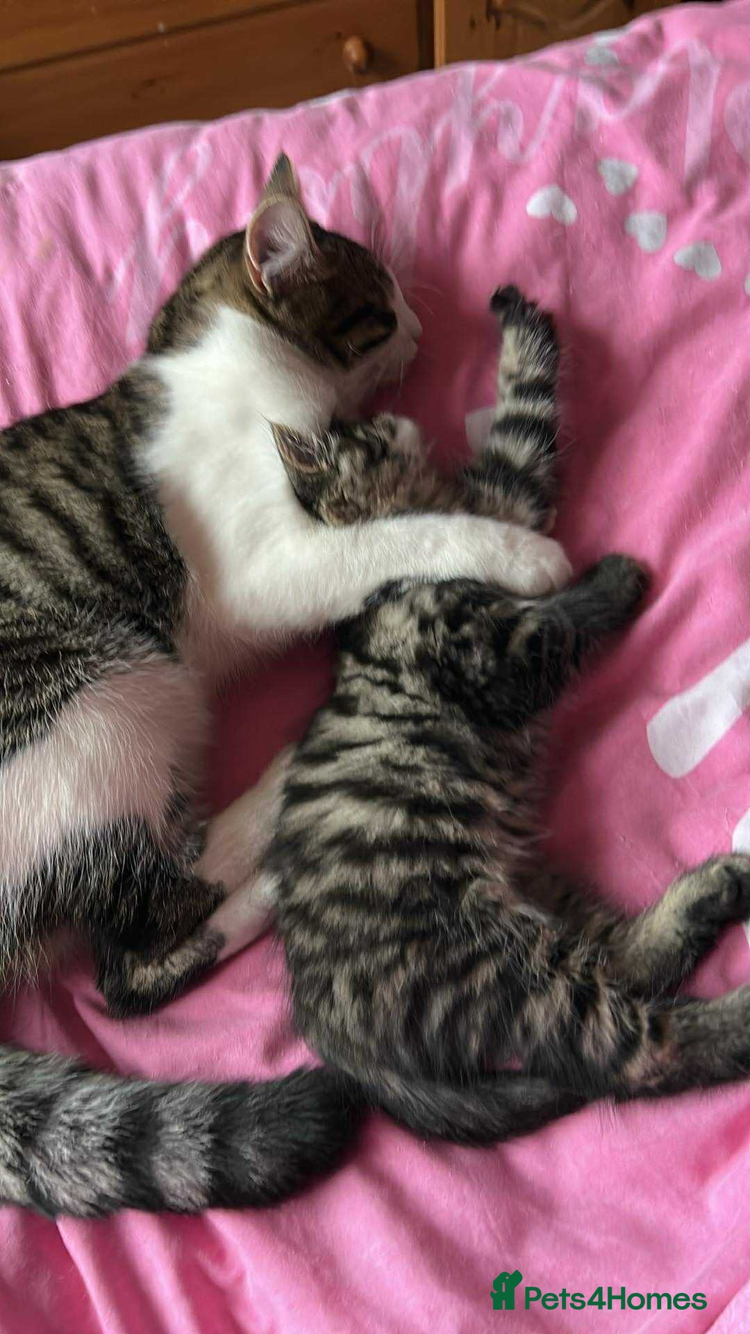 Maine Coon cats for sale: Fluffy female white black tabby male - Image 10