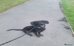 Borador dogs for sale: Borador puppy - Image 4