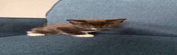 Mixed Breed cats for sale: Beautiful Quality Kittens - Stunning Markings - Advert 12
